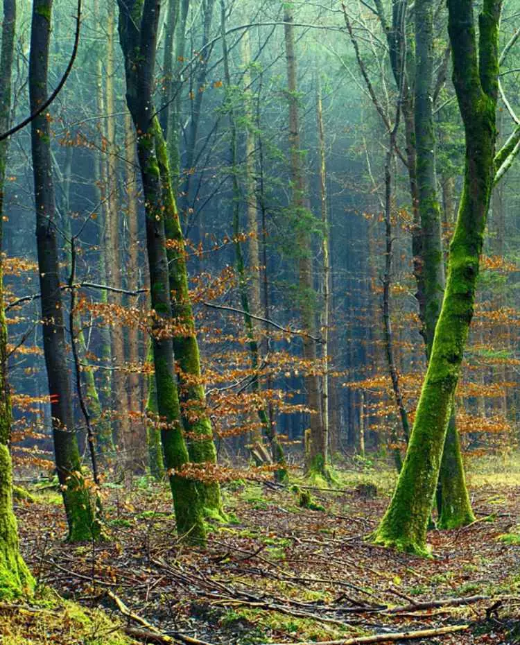 Vorlage_Hochkant Bäume im Wald. Foto: Pixabay|jplenio